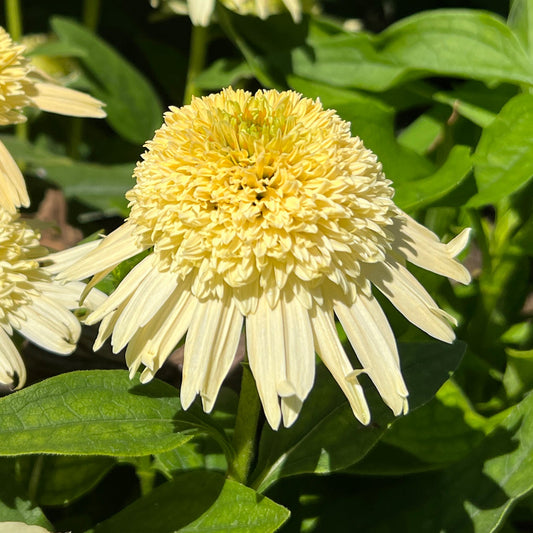 A close-up of Double Coded® 'Butter Pecan' Coneflower (Echinacea) shows its layered pale yellow petals, a dense textured center, and surrounding green leaves with other drought-tolerant perennials in sunlight - Photo Property of Garden Crossings LLC.