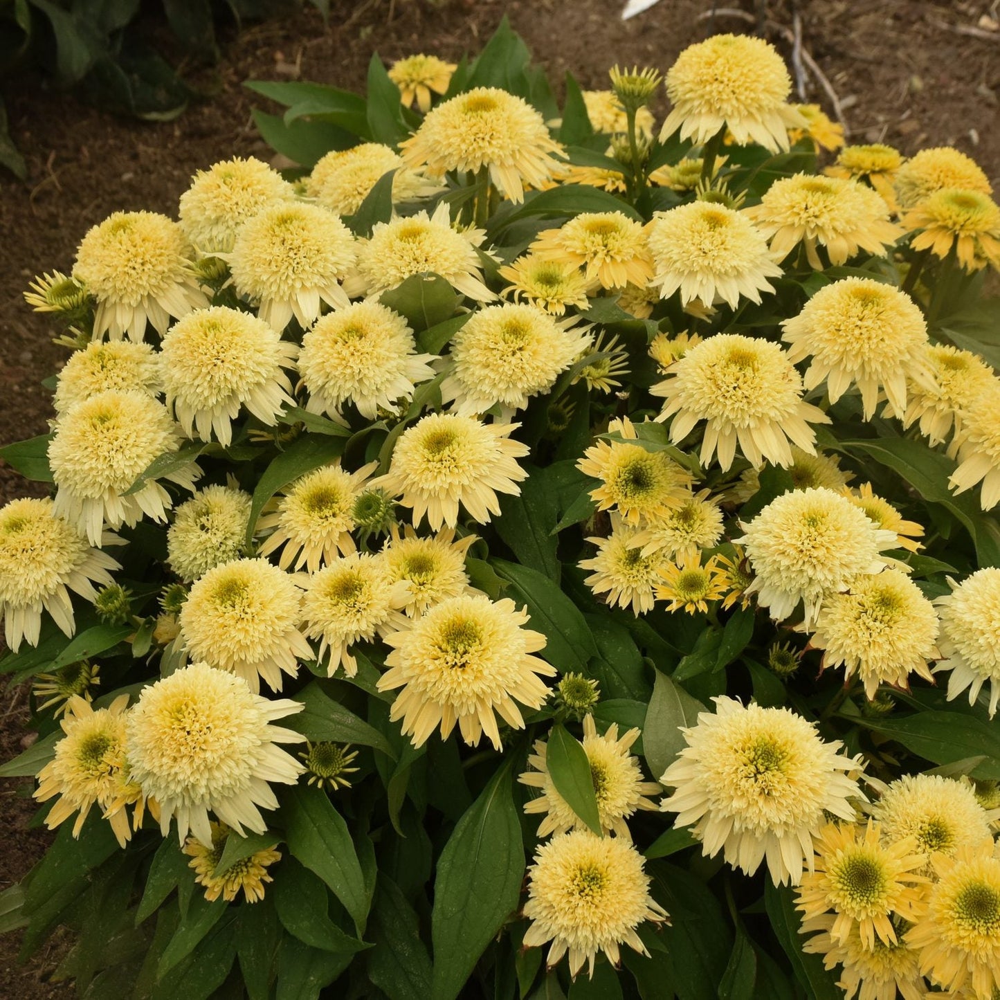 Top down view of Double Coded® 'Butter Pecan' Coneflower (Echinacea) features pale yellow, spiky-centered blooms and green leaves. - Photo Courtesy of Proven Winners, Inc.