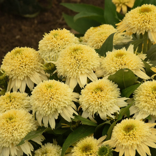 A cluster of Double Coded® 'Butter Pecan' Coneflower (Echinacea), a drought-tolerant perennial, features pale yellow blooms with fluffy centers and pointed petals among green foliage in the garden - Photo Courtesy of Proven Winners, Inc.