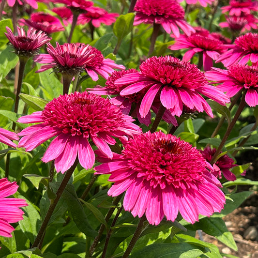 Double Coded® 'Raspberry Beret' Coneflower (Echinacea) - Photo Property of Garden Crossings LLC