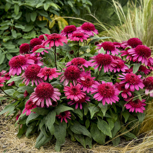 Double Coded® 'Raspberry Beret' Coneflower (Echinacea) - Photo Courtesy of Proven Winners, Inc.