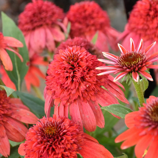 Double Dipped® 'Jamberry' Coneflower (Echinacea) - Photo Courtesy of Walters Gardens, Inc.