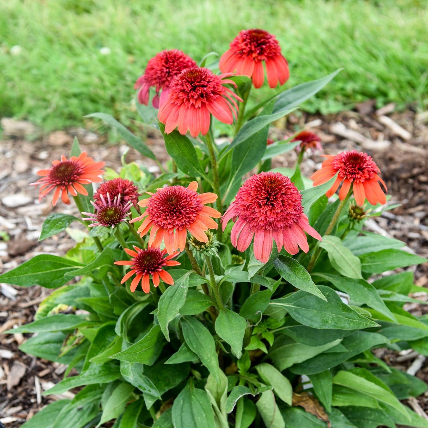 A cluster of vibrant Double Dipped® 'Jamberry' Coneflowers (Echinacea) with bold red-orange blooms and spiky centers thrives among mulch and grass - Photo Courtesy of Walters Gardens, Inc.