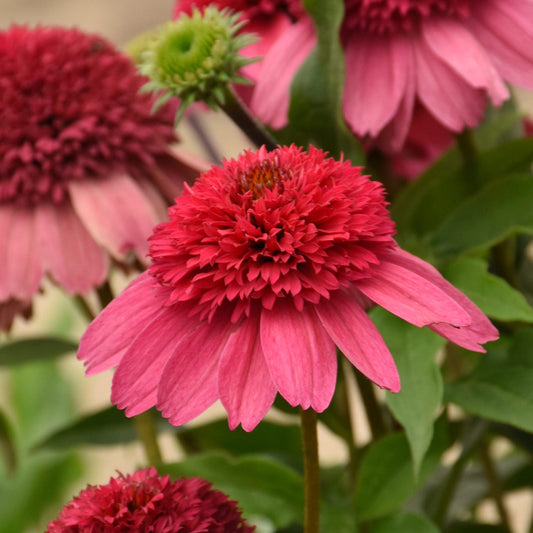 Close-up of vibrant Double Dipped® 'Watermelon Sugar' Coneflower (Echinacea with layered pink petals and spiky centers. Blooms at various stages appear among green leaves and stems - Photo Courtesy of Walters Gardens, Inc.