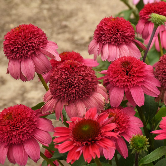 A cluster of Double Dipped® 'Watermelon Sugar' Coneflower (Echinacea) displays spiky central discs and drooping pink petals against an earthy, blurred background - Photo Courtesy of Walters Gardens, Inc.