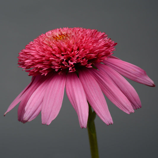 Close-up of a sginle Double Scoop™ Bubblegum Coneflower (Echinacea) from the side, featuring vibrant layered petals and a dense central disk, set against a plain gray background - Photo Courtesy of Walters Gardens, Inc.