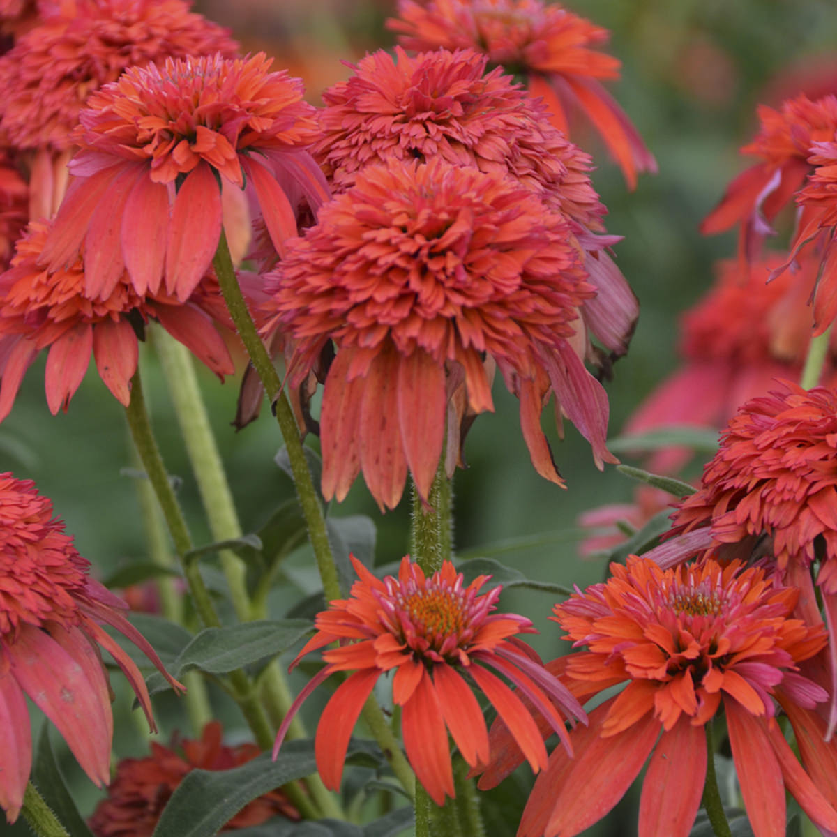 Close-up of bright red-orange Double Scoop™ Mandarin Coneflower (Echinacea) blooms with spiky petals and tufted centers cluster among green foliage - Photo Courtesy of Walters Gardens, Inc.