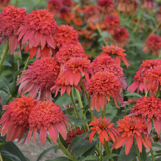 A cluster of vibrant Double Scoop™ Mandarin Coneflower (Echinacea) with layered red-orange petals and lush green foliage - Photo Courtesy of Walters Gardens, Inc.