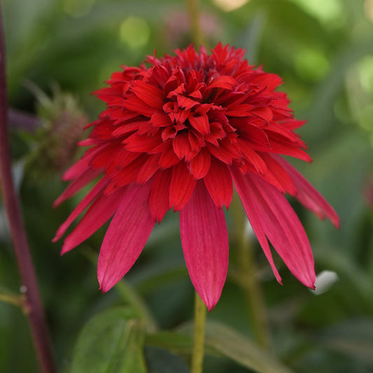 The Double Scoop™ Strawberry Deluxe Coneflower (Echinacea), a drought-tolerant perennial, features vibrant red, densely layered petals blooming elegantly against a soft blur of green leaves and stems - Photo Courtesy of Ball Horticulture, Inc.