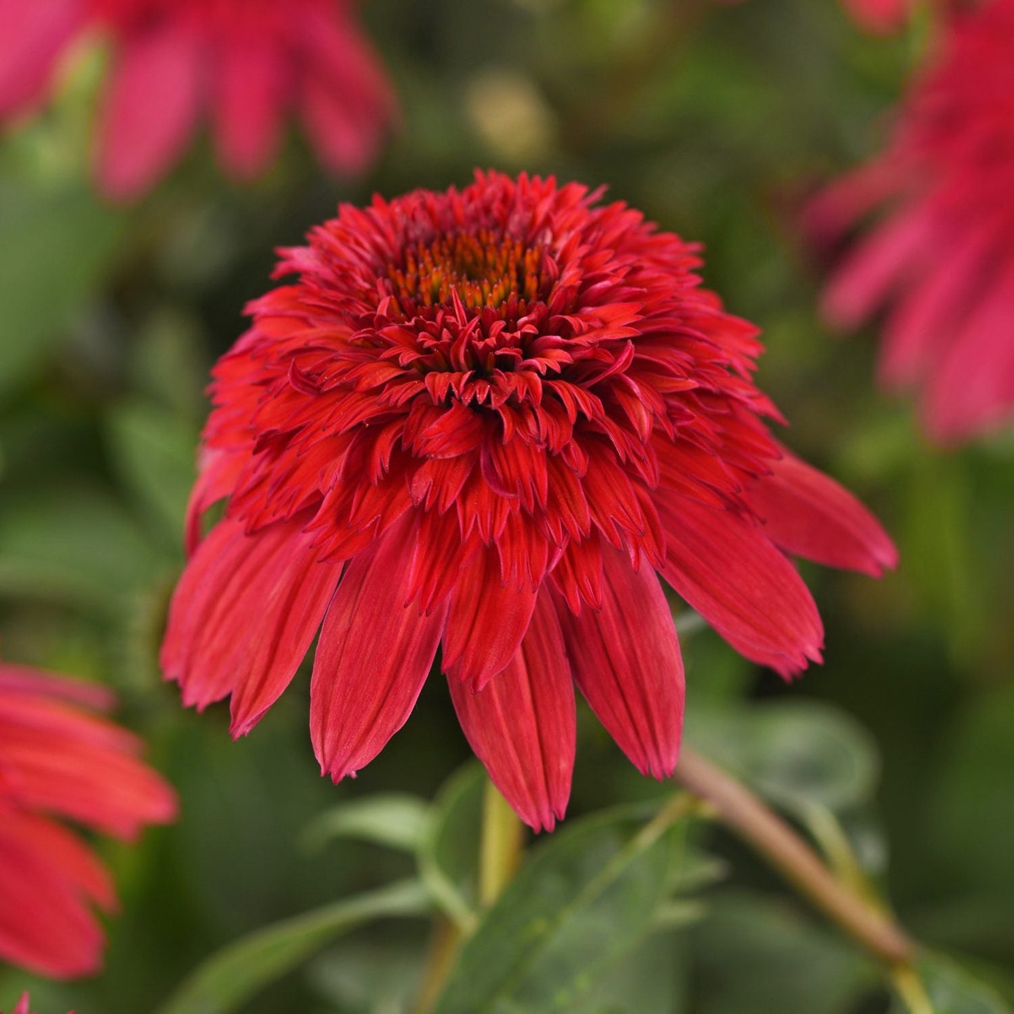 A close-up of the Double Scoop™ Strawberry Deluxe Coneflower (Echinacea), a drought-tolerant perennial with vibrant, densely packed red petals and a green leafy background. The central cone is layered with small, bright red petals - Photo Courtesy of Ball Horticulture, Inc.