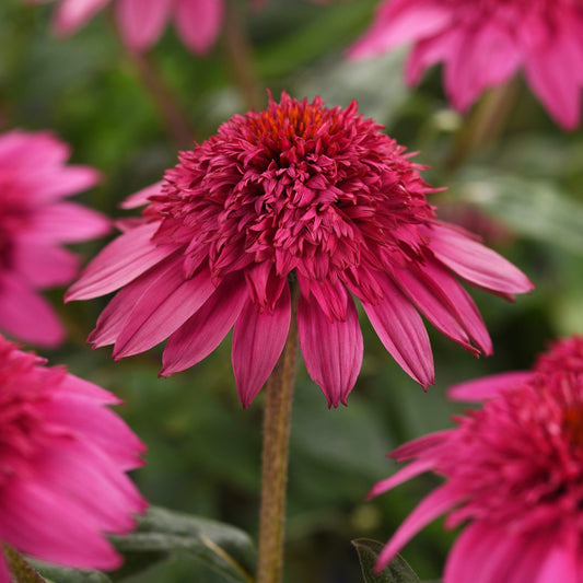 Double Scoop™ Watermelon Deluxe Coneflower (Echinacea) - Photo Courtesy of Ball Horticulure, Inc.