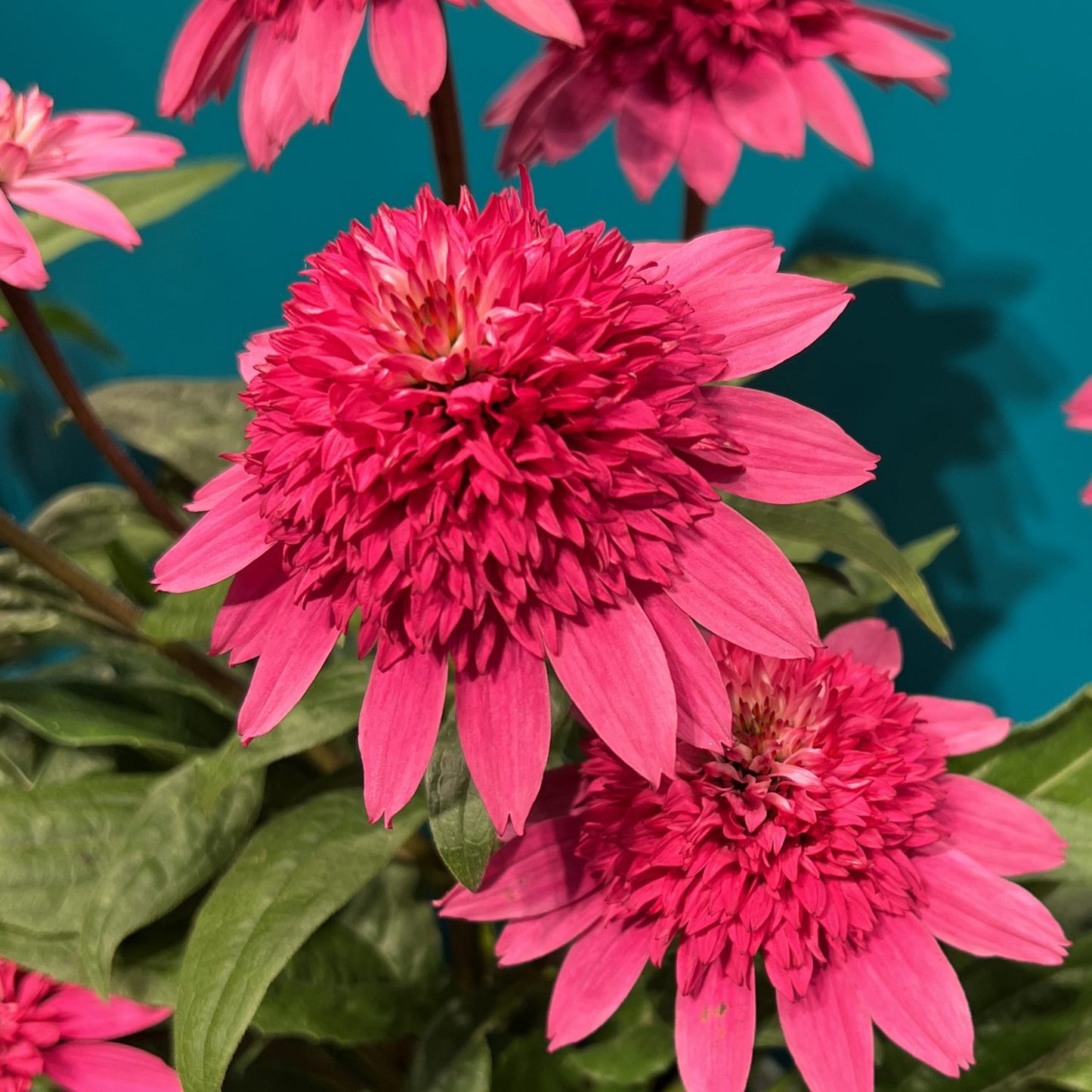 Double Scoop™ Watermelon Deluxe Coneflower (Echinacea) - Photo Property of Garden Crossings LLC