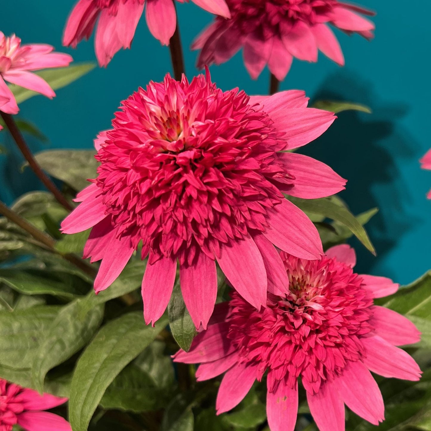 Close-up of vibrant pink Double Scoop™ Watermelon Deluxe Coneflower (Echinacea) with densely packed centers and pointed pink petals, surrounded by green leaves against a teal background - Photo Property of Garden Crossings LLC.