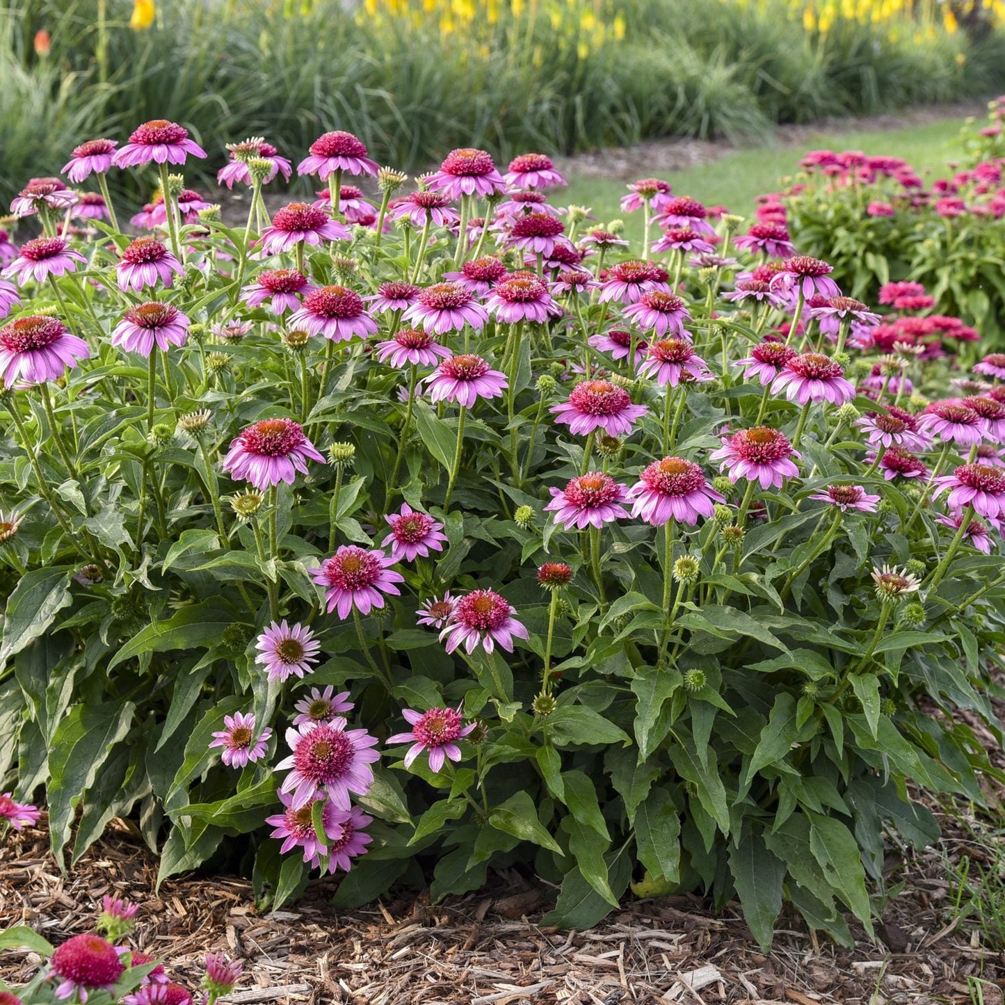 A cluster of Double Coded® 'Everything's Rosy' Coneflower (Echinacea) with pink petals and bright orange centers blooms in a mulched garden bed, surrounded by lush green foliage and softly blurred background - Photo Courtesy of Proven Winners, Inc.plants.