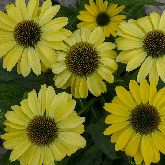 Close-up of Eye Catcher® 'Canary Feathers' Coneflower (Echinacea), a striking yellow perennial with yellow-green centered blooms and long, thin petals, surrounded by lush leaves - Photo Courtesy of Walters Gardens, Inc.