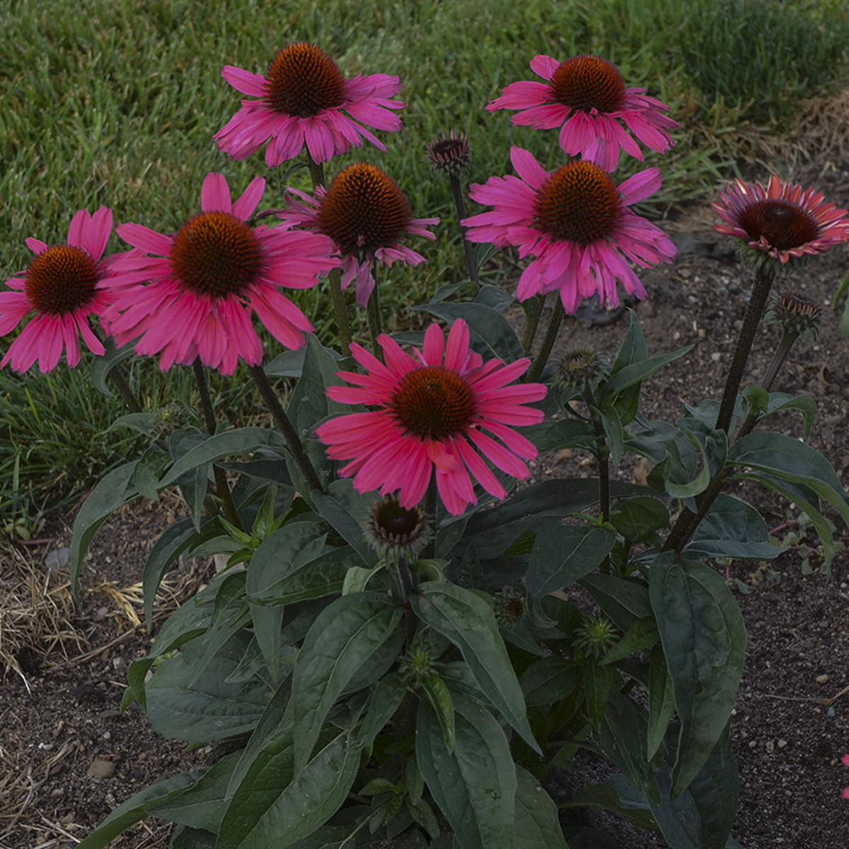 A garden bed showcases Eye Catcher® 'Coral Craze' Coneflower (Echinacea) with dark pink blooms with spiky brown centers, bordered by grass and soil for a striking perennial display - Photo Courtesy of Walters Gardens, Inc.
