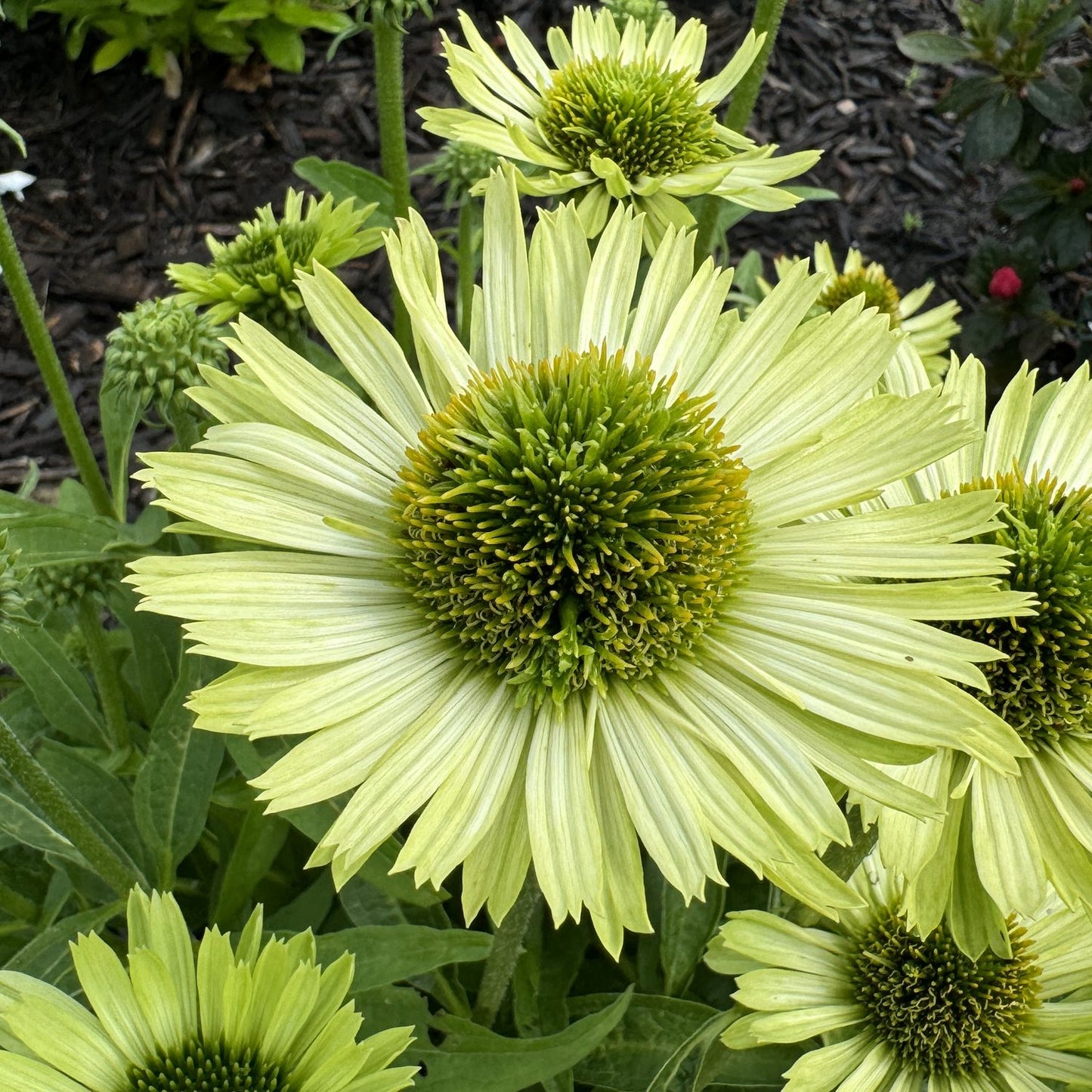 Close-up of giant 'Green Jewel' Coneflower (Echinacea) with spiky central discs and slender green petals, showcased amid lush foliage and dark mulch in a vibrant garden - Photo Property of Garden Crossings LLC.