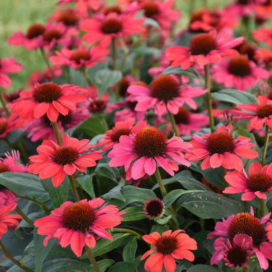 A cluster of vibrant Color Coded® 'Knock 'Em Red' Coneflower (Echinacea) with dark orange-brown centers blooms among green foliage - Photo Courtesy of Walters Gardens, Inc.