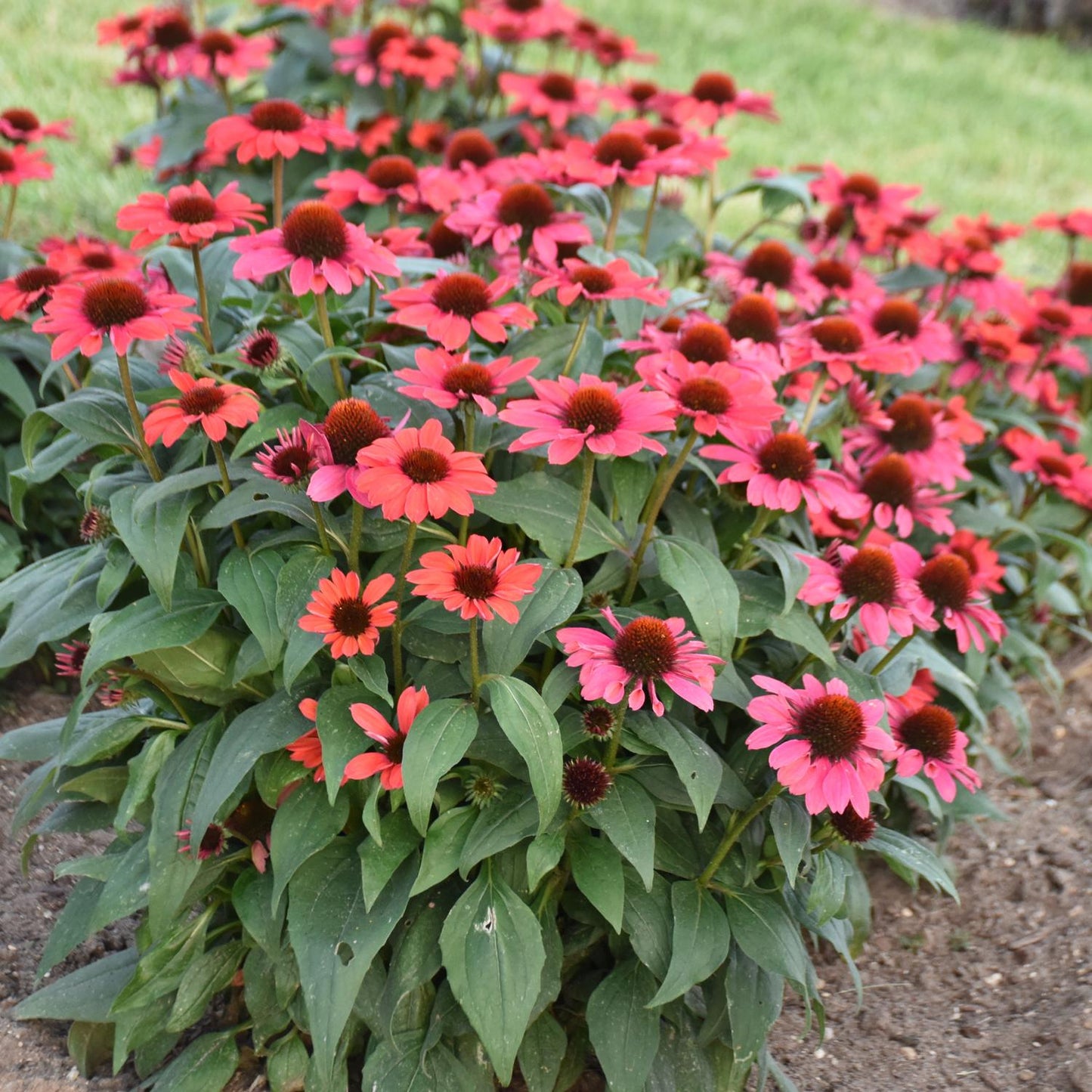 A cluster of Color Coded® 'Knock 'Em Red' Coneflower (Echinacea), a vibrant summer-blooming perennial with red petals and dark centers, grows in a garden bed amid green leaves, bordered by grass and soil - Photo Courtesy of Walters Gardens, Inc.