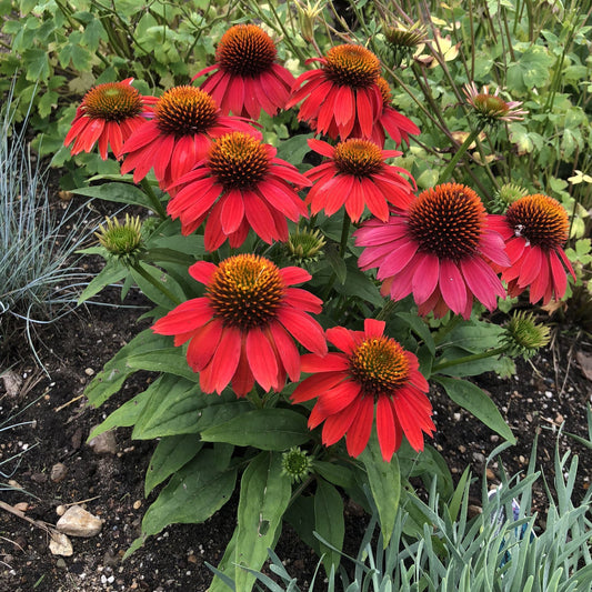 Summersong™ Firefinch™ Coneflower (Echinacea), a compact and long-blooming perennial, features spiky orange-brown centers and lush green foliage - Photo Property of Garden Crossings LLC.