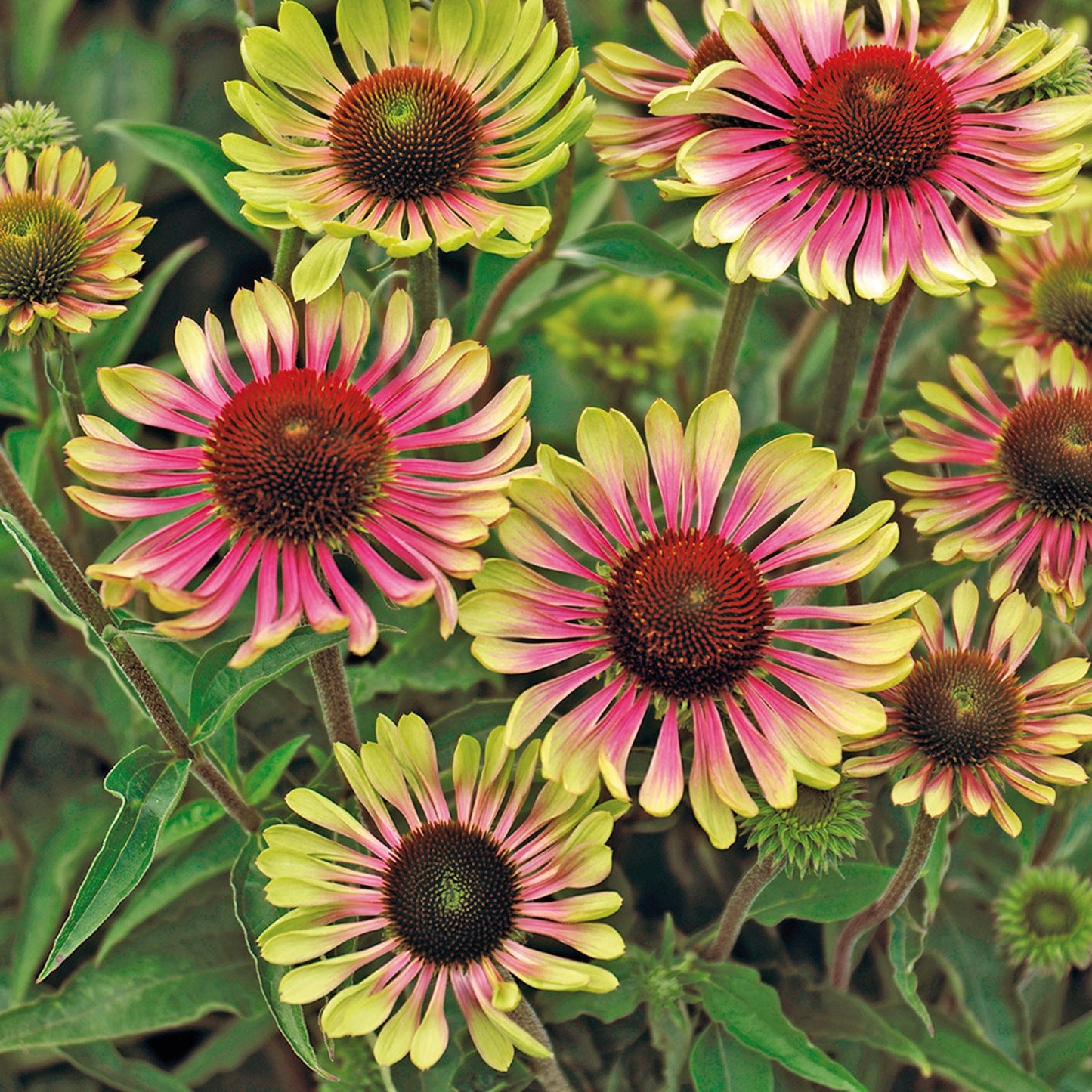 A striking display of 'Green Twister' Coneflower (Echinacea) features large brown centers and petals blending green, yellow, and pink - Photo Courtesy of Ball Horticulture, Inc.