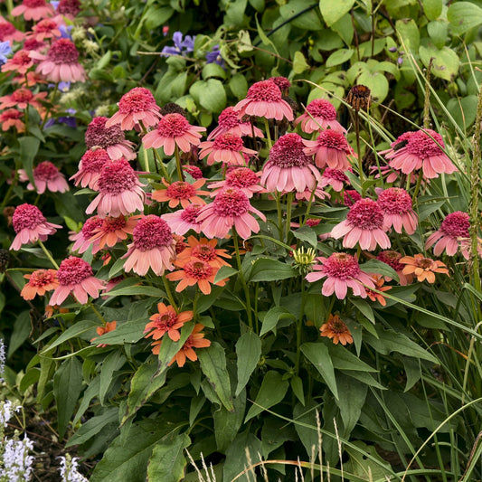 Double Dipped® 'Rainbow Sherbet' Coneflower (Echinacea) - Photo Courtesy of Walters Gardens, Inc.