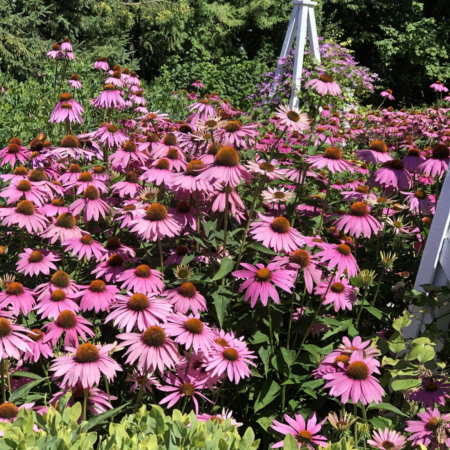 A vibrant garden features drought-tolerant 'Ruby Giant' Coneflower (Echinacea) with orange centers, surrounded by green foliage and partially shaded by trees and a white garden structure - Photo Property of Garden Crossings LLC.