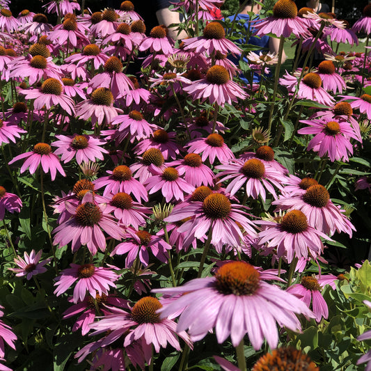 Ruby Giant' Coneflower (Echinacea) - Photo Property of Garden Crossings LLC