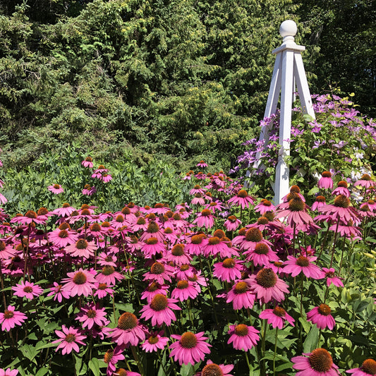 Ruby Giant' Coneflower (Echinacea) - Photo Property of Garden Crossings LLC