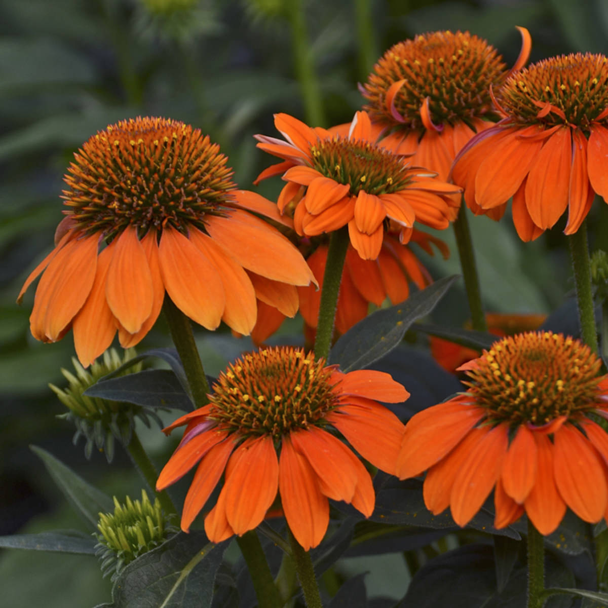 Close-up from the side of vibrant Sombrero® Adobe Orange Coneflower (Echinacea) with spiky central disks and green stems, set against lush foliage - Photo Courtesy of Walters Gardens, Inc.
