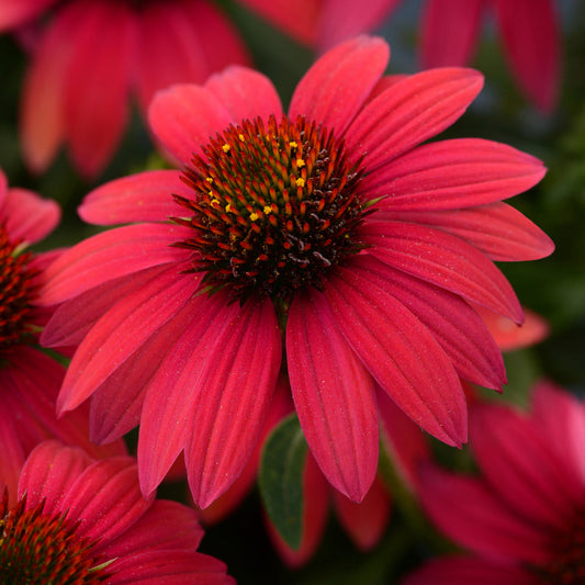 Extreme Close-up of a vibrant Sombrero® Baja Burgundy Coneflower (Echinacea) with pointed red petals and a spiky brown-orange central cone, surrounded by blurred green leaves and native perennial flowers in the background - Photo Courtesy of Ball Horticulture, Inc.