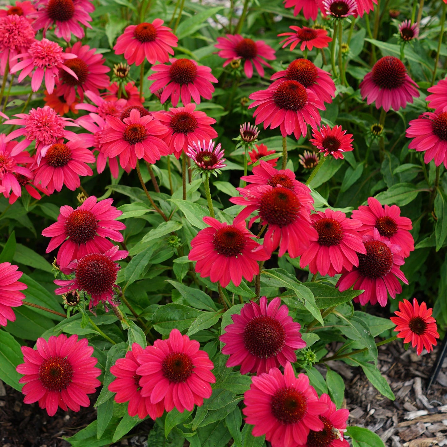 A cluster of Sombrero® Baja Burgundy Coneflower (Echinacea), a vibrant native perennial with dark centers, grows amid lush green leaves in a garden bed edged with brown mulch - Photo Courtesy of Ball Horticulture, Inc.