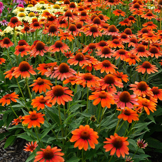 A vibrant garden bed featuring blooming Sombrero® Flamenco Orange Coneflower (Echinacea) with dark brown centers, surrounded by green foliage and a few yellow and pink flowers - Photo Courtesy of Ball Horticulture, Inc.