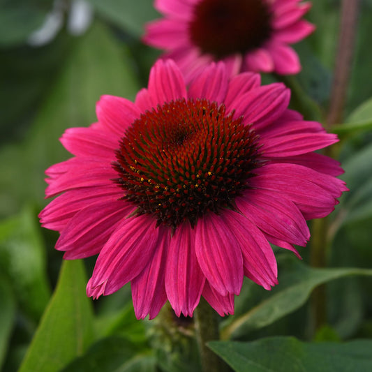 Sombrero® Fuchsia Fandango Coneflower (Echinacea) - Photo Courtesy of Ball Horticulure, Inc.