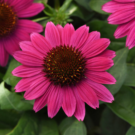 Sombrero® Fuchsia Fandango Coneflower (Echinacea) - Photo Courtesy of Ball Horticulure, Inc.