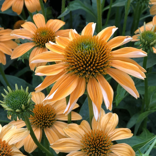 Close-up of Sombrero® Granada Gold Coneflower (Echinacea) with long, narrow petals and spiky green centers amid lush foliage. This photo showcases blooms at different stages, from buds to fully opened flowers - Photo Property of Garden Crossings LLC.
