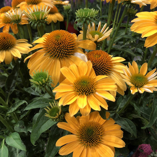 A cluster of Sombrero® Granada Gold Coneflower (Echinacea) blooms with bright yellow petals, orange centers, and green stems surrounded by foliage and buds, perfect for outdoor gardens - Photo Property of Garden Crossings LLC.