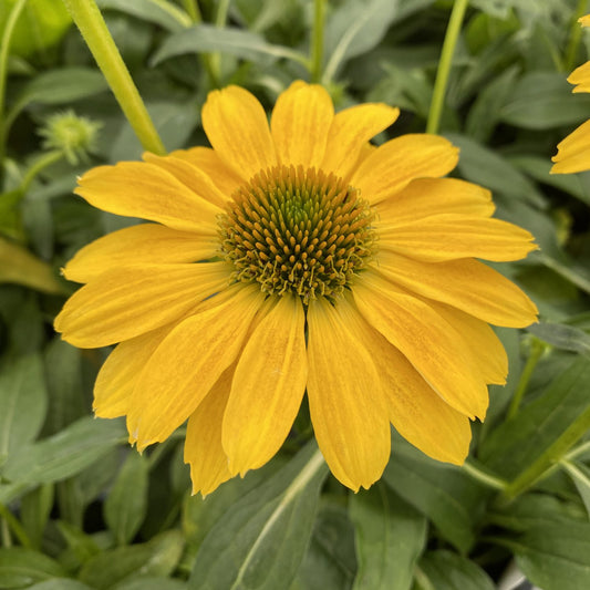 Sombrero® Lemon Yellow Coneflower (Echinacea) - Photo Property of Garden Crossings LLC