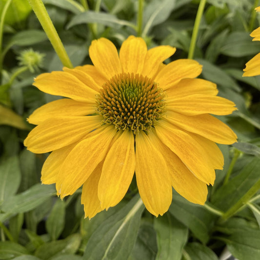 A close-up of the Sombrero® Lemon Yellow Coneflower (Echinacea), featuring vibrant yellow petals and a green-orange center amid lush foliage - Photo Property of Garden Crossings LLC.