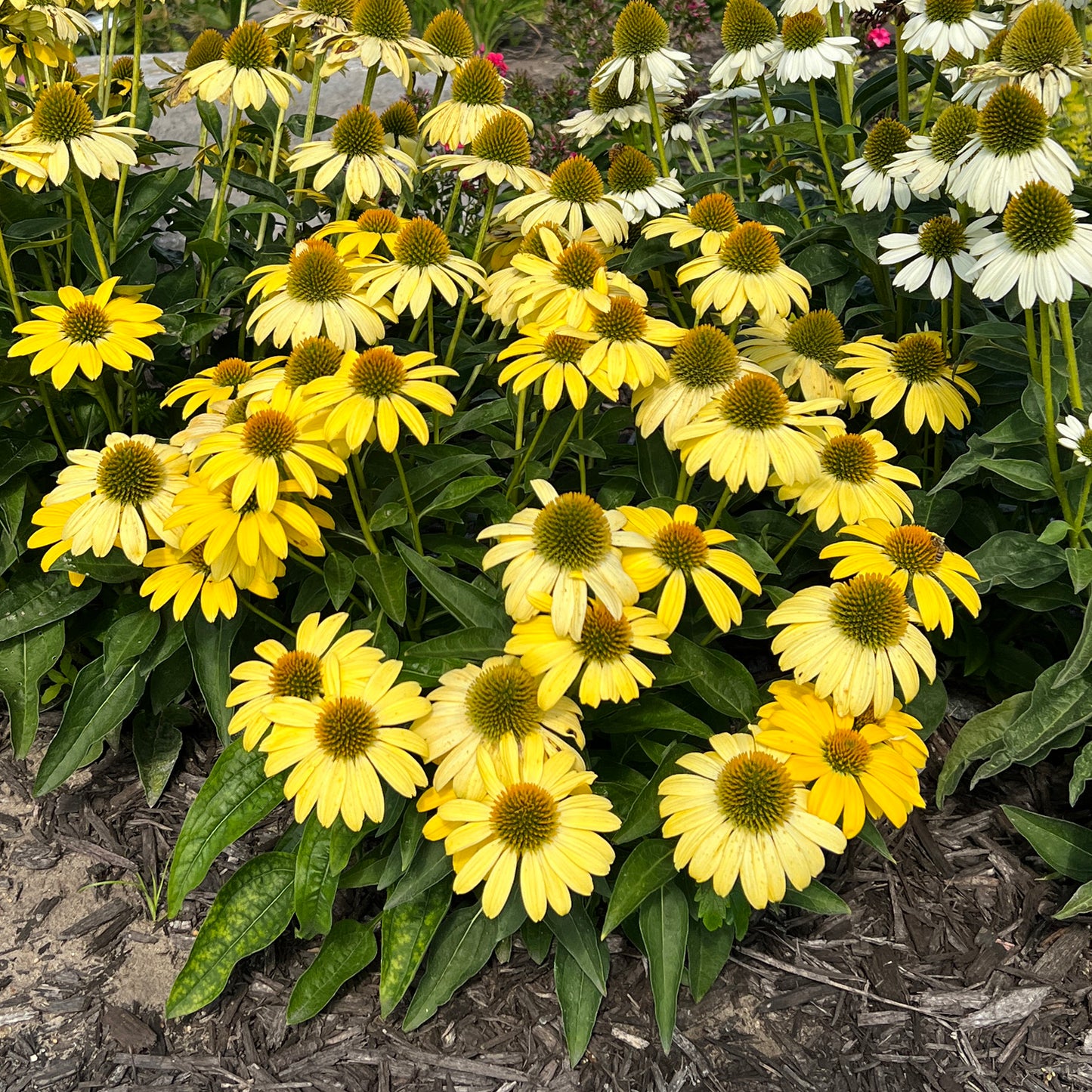 Sombrero® Lemon Yellow Coneflower (Echinacea) - Photo Property of Garden Crossings LLC