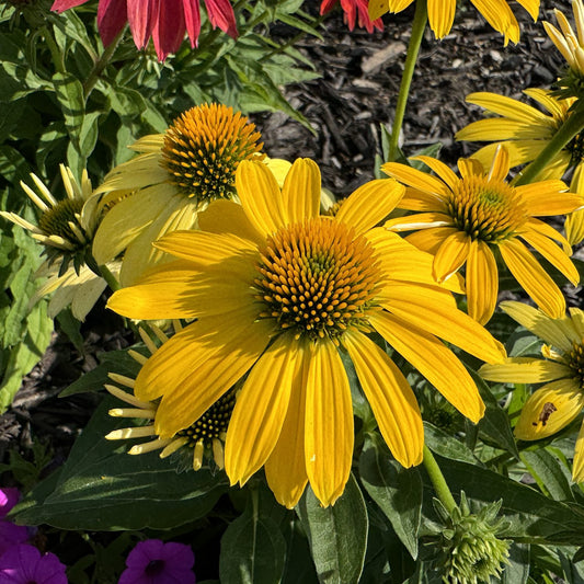 Sombrero® Lemon Yellow Coneflower (Echinacea) - Photo Property of Garden Crossings LLC