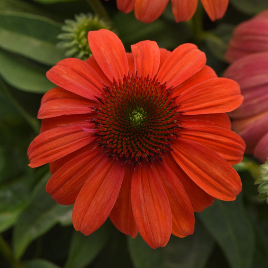 A blooming Sombrero® 'Mandarin Mambo' Coneflower (Echinacea) shows off vibrant petals and a dark textured center, surrounded by lush green leaves with a softly blurred background - Photo Courtesy of Ball Horticulture, Inc.