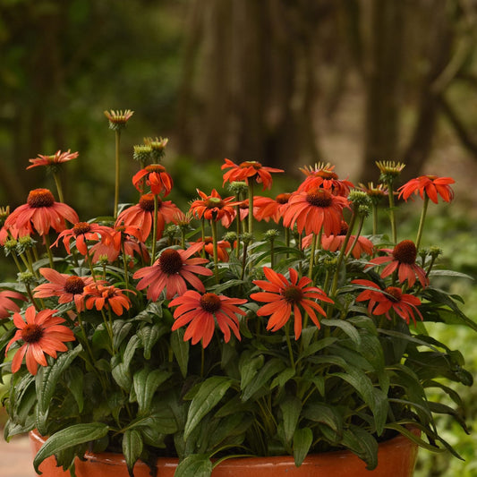 A terra cotta pot holds blooming orange Sombrero® 'Mandarin Mambo' Coneflower (Echinacea) with dark centers and green leaves, set outdoors against a blurred natural background - Photo Courtesy of Ball Horticulture, Inc. Decorative pot not included.