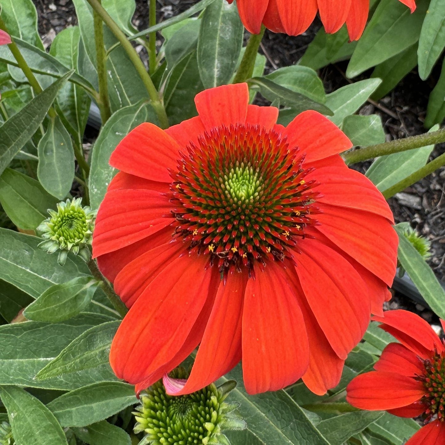 A close-up of the vibrant red Sombrero® 'Mandarin Mambo' Coneflower (Echinacea) with a spiky green and orange center, surrounded by lush green leaves and flower buds in a garden setting - Photo Property of Garden Crossings LLC.