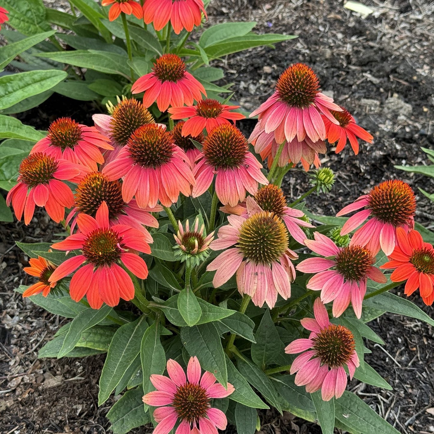 A cluster of Sombrero Poco™ Hot Coral Coneflower (Echinacea) with vivid orange-pink petals and spiky dark centers blooms in lush green foliage - Photo Property of Garden Crossings LLC.