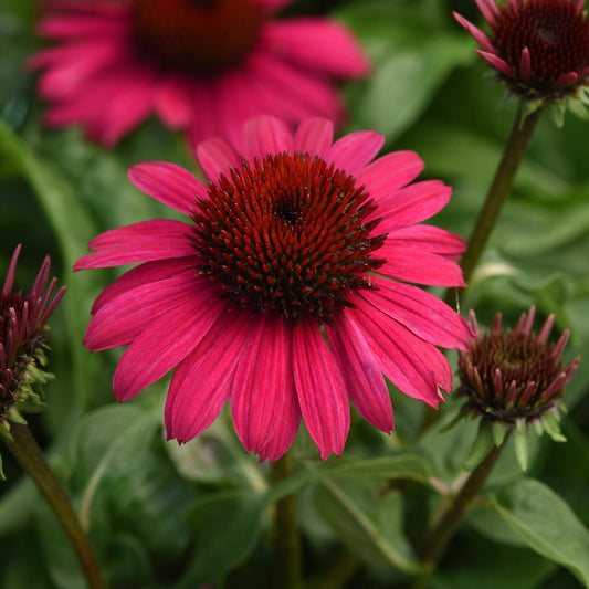 Sombrero Poco™ Hot Pink Coneflower (Echinacea) - Photo Courtesy of Ball Horticulure, Inc.