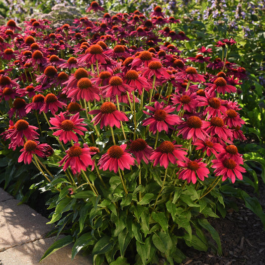 Sombrero Poco™ Hot Pink Coneflower (Echinacea) - Photo Courtesy of Ball Horticulure, Inc.