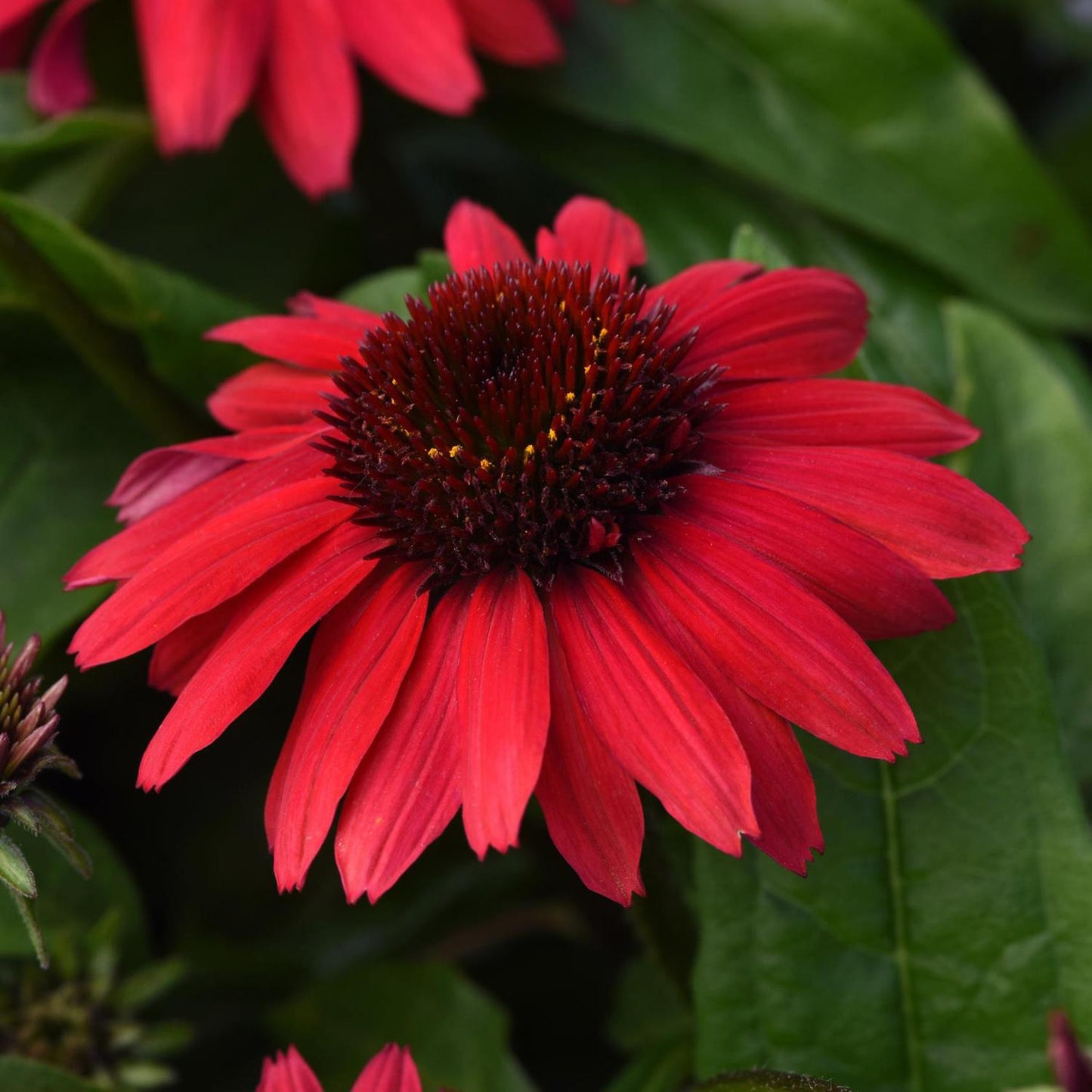 A close-up of Sombrero Poco™ Red Coneflower (Echinacea), a compact, drought-tolerant plant with vibrant red petals radiating from a dark, spiky center, surrounded by lush green leaves - Photo Courtesy of Ball Horticulture, Inc.