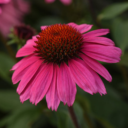Close-up of a vibrant pink Sombrero® Rosada Coneflower (Echinacea) with a large pink purple pinnk petals and spiky orange-brown center, set against a blurred green background - Photo Courtesy of Ball Horticulture, Inc.