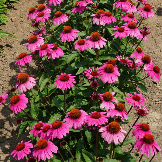 A cluster of Sombrero® Rosada Coneflower (Echinacea), a vibrant, purple-pink flowering perennial, grows in a garden bed amid green leaves and brown soil - Photo Courtesy of Ball Horticulture, Inc.